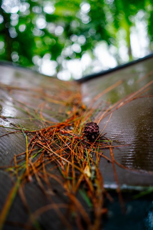 Roof Pine Needle Removal Costs — Cost of Roof Pine Needle Removal