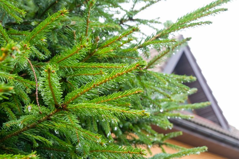 Roof Pine Needle Removal Services